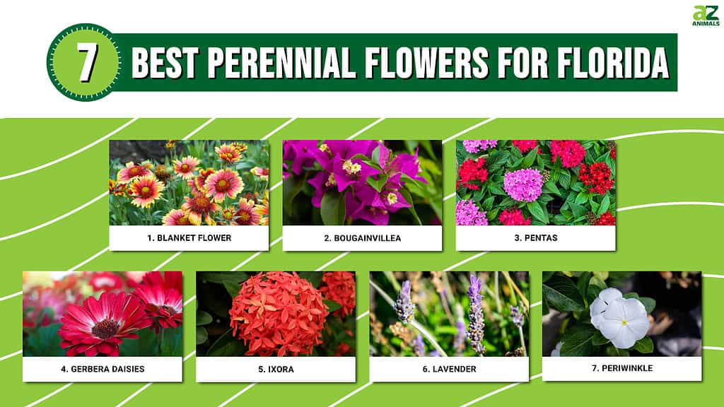 Best Perennial Flowers For Florida infographic