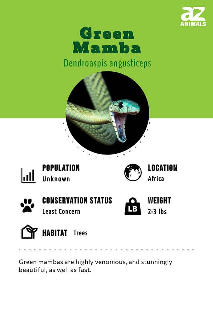 Infographic for Green mambas