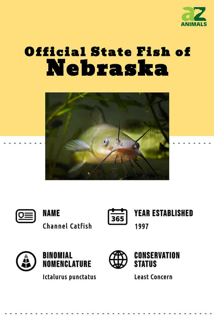 Discover the Official State Fish of Nebraska