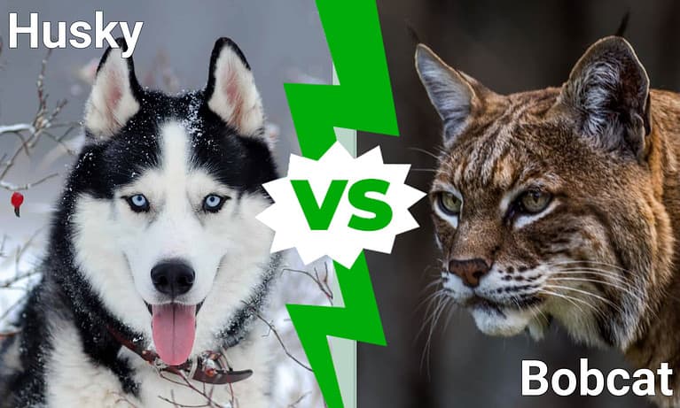 Husky vs. Bobcat