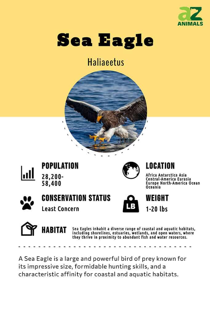 A Sea Eagle is a large and powerful bird of prey known for its impressive size, formidable hunting skills, and a characteristic affinity for coastal and aquatic habitats.