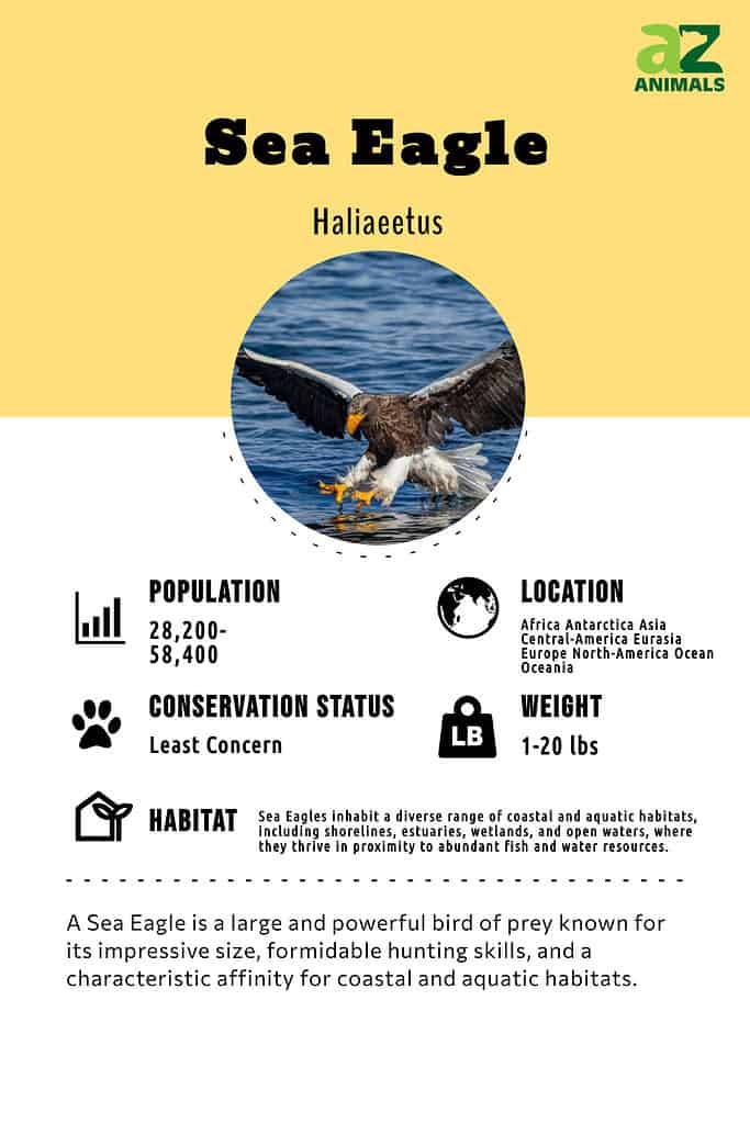 Sea Eagle Bird Facts  Haliaeetus - A-Z Animals