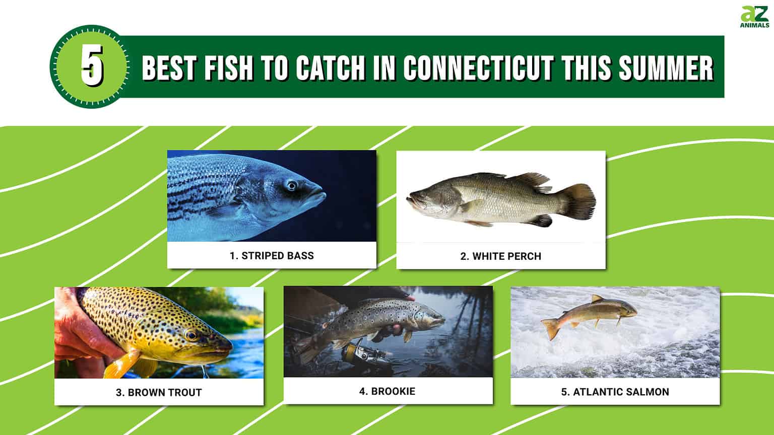 The 5 Best Fish to Catch in Connecticut this Summer - A-Z Animals