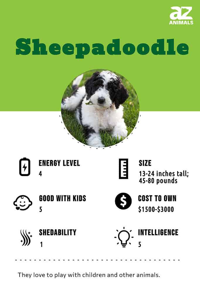 Sheepadoodle Dog Breed Complete Guide - Az Animals