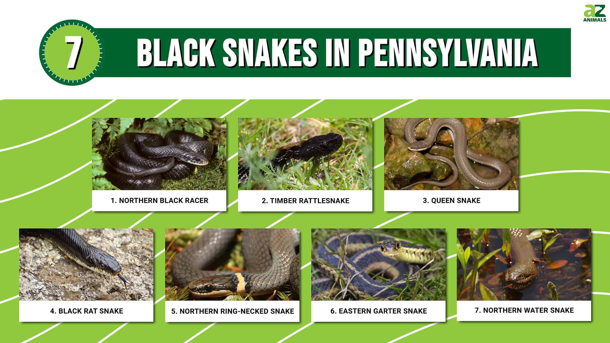 7 Black Snakes In Pennsylvania - A-Z Animals