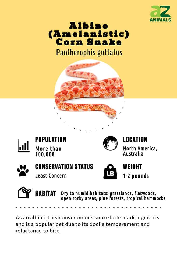 Albino (Amelanistic) Corn Snake infographic