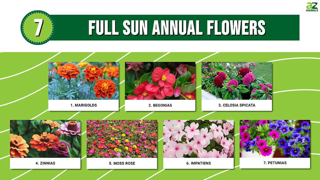 annuals plants list