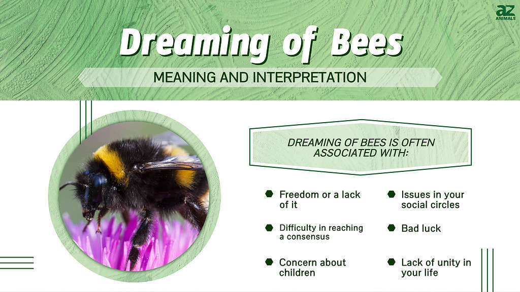 Infographic of Dreaming of Bees