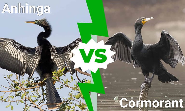 Anhinga Vs. Cormorant