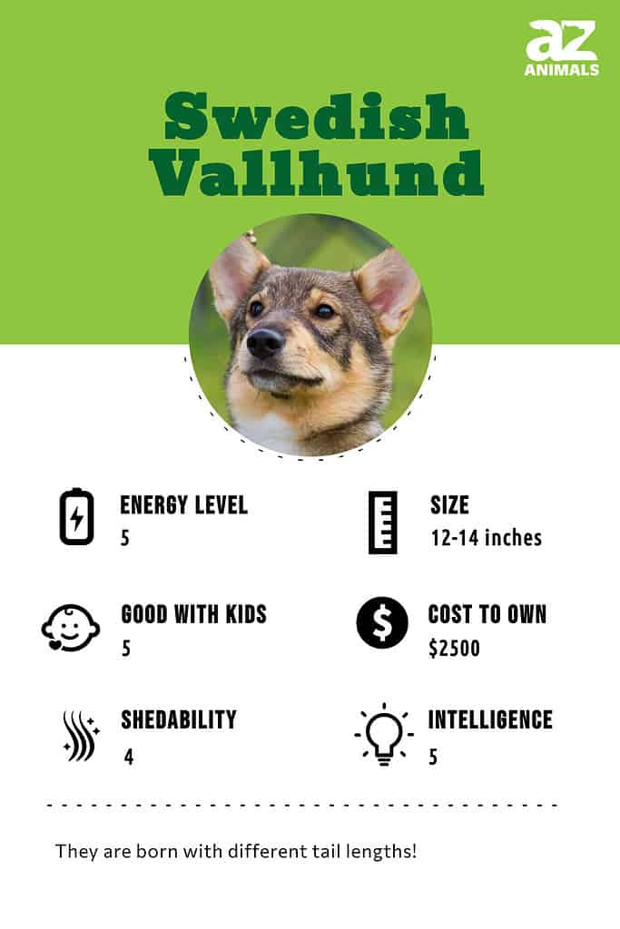 Vallhund hot sale