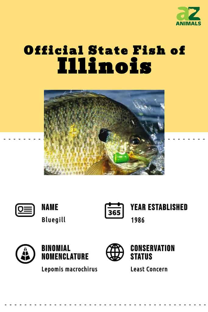 Discover the Official State Fish of Illinois AZ Animals