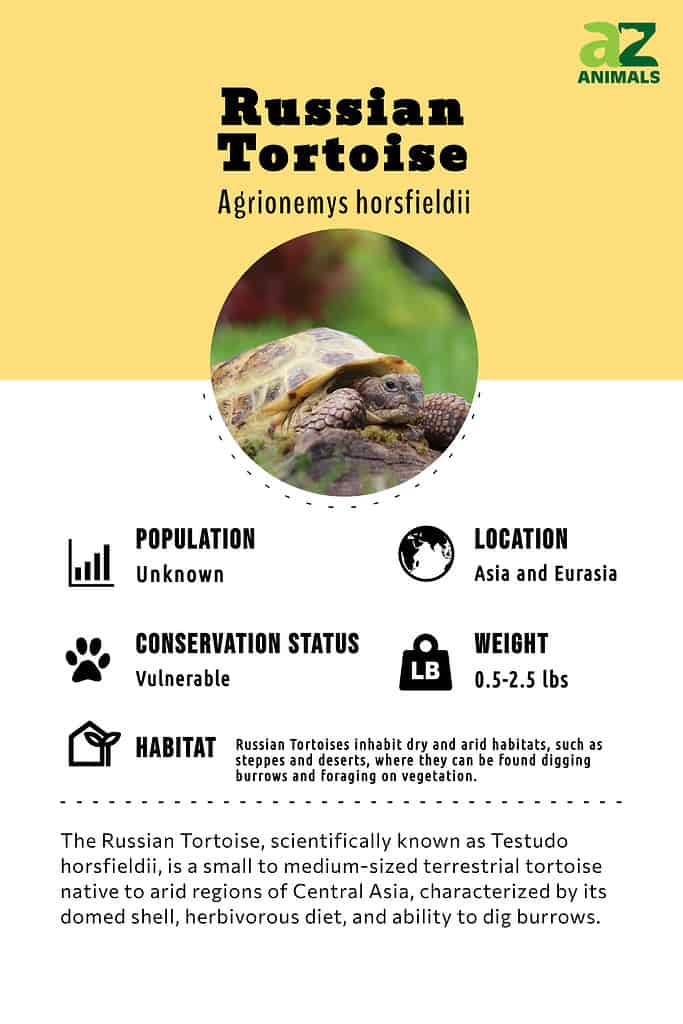 The Russian Tortoise, scientifically known as Testudo horsfieldii, is a small to medium-sized terrestrial tortoise native to arid regions of Central Asia, characterized by its domed shell, herbivorous diet, and ability to dig burrows.
