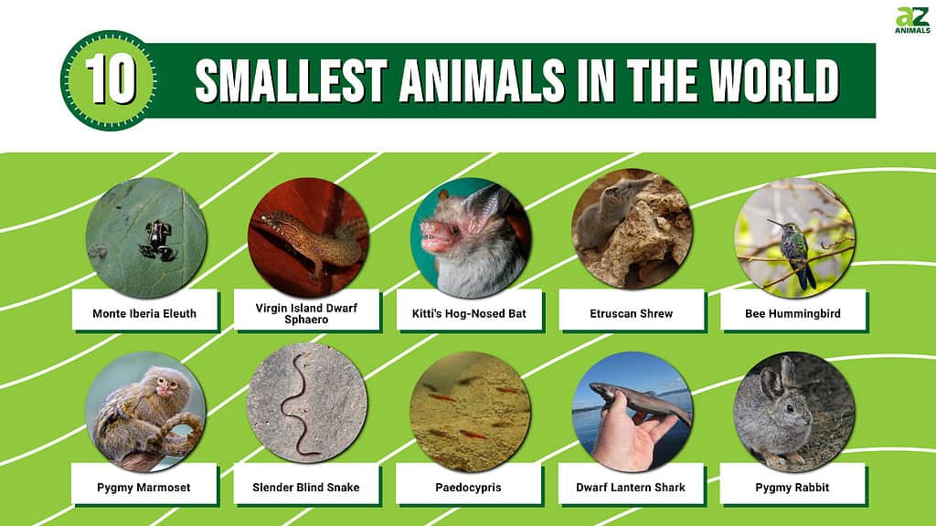 Top 10 World’s Smallest Animals Incredible Facts, Pictures AZ Animals