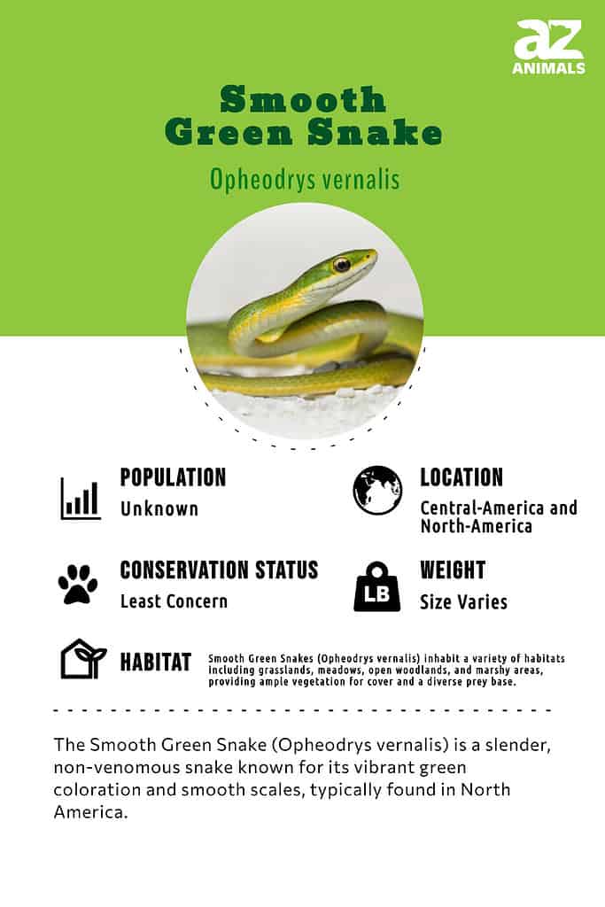 The Smooth Green Snake (Opheodrys vernalis) is a slender, non-venomous snake known for its vibrant green coloration and smooth scales, typically found in North America.