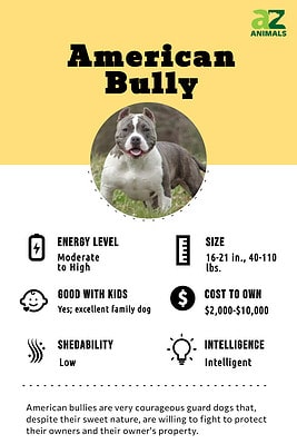 American Bully - A-Z Animals