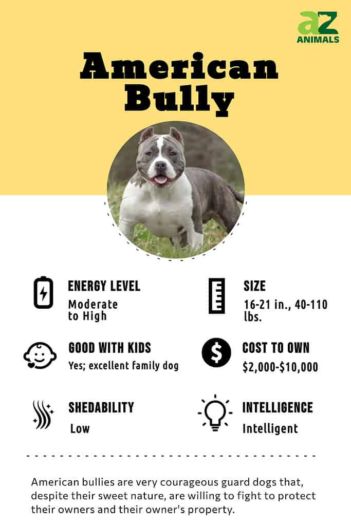 American Bully Dog Breed Facts & Information