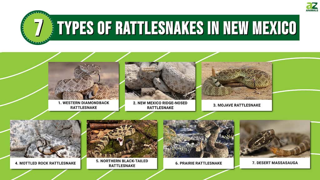 Types of Rattlesnakes In New Mexico infographic