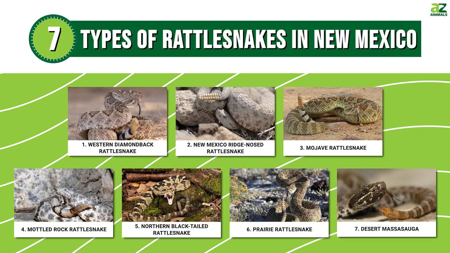 Discover 7 Types Of Rattlesnakes In New Mexico - A-Z Animals