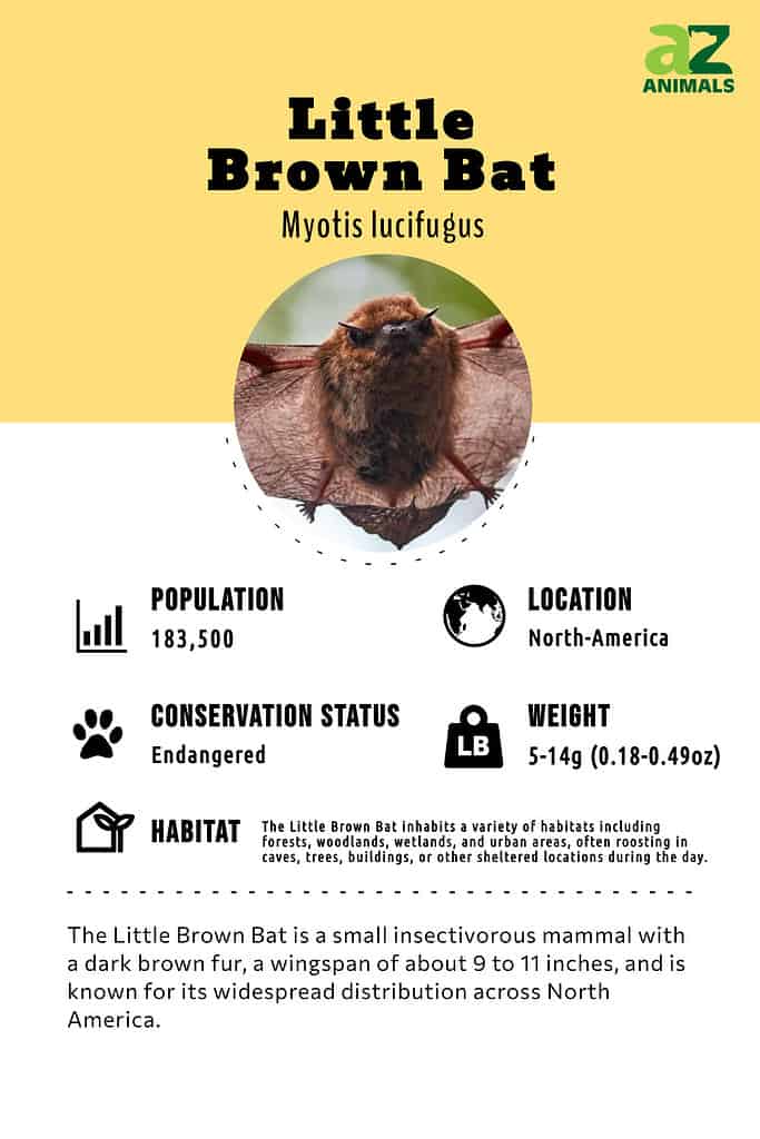 The Little Brown Bat is a small insectivorous mammal with a dark brown fur, a wingspan of about 9 to 11 inches, and is known for its widespread distribution across North America.