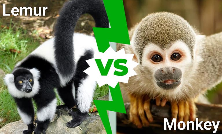 lemur vs. monkey