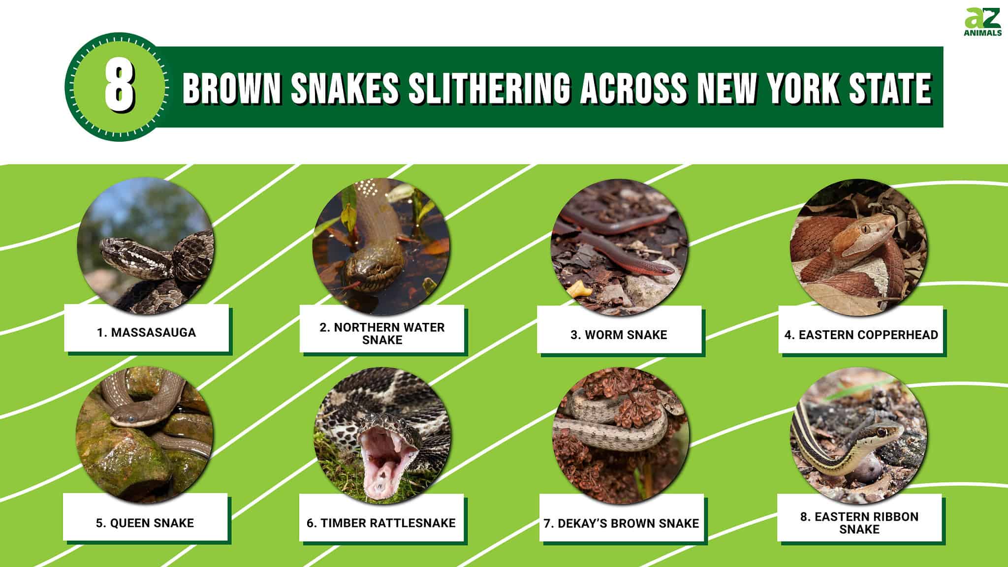 Discover 8 Brown Snakes Slithering Across New York State - A-Z Animals