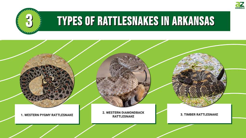 Infographic of Types of Rattlesnakes in Arkansas