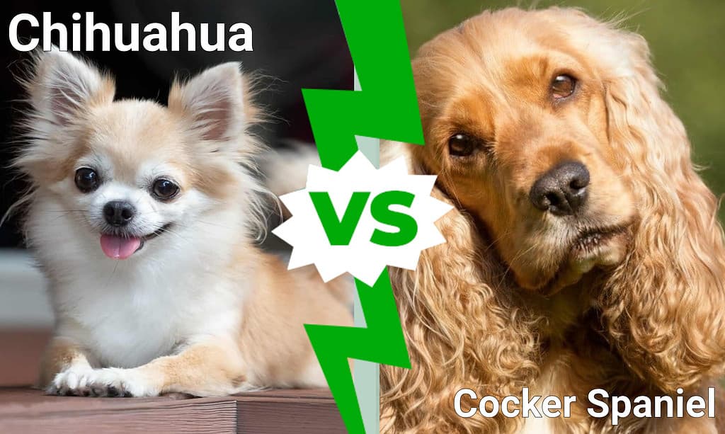 Chihuahua vs Cocker Spaniel