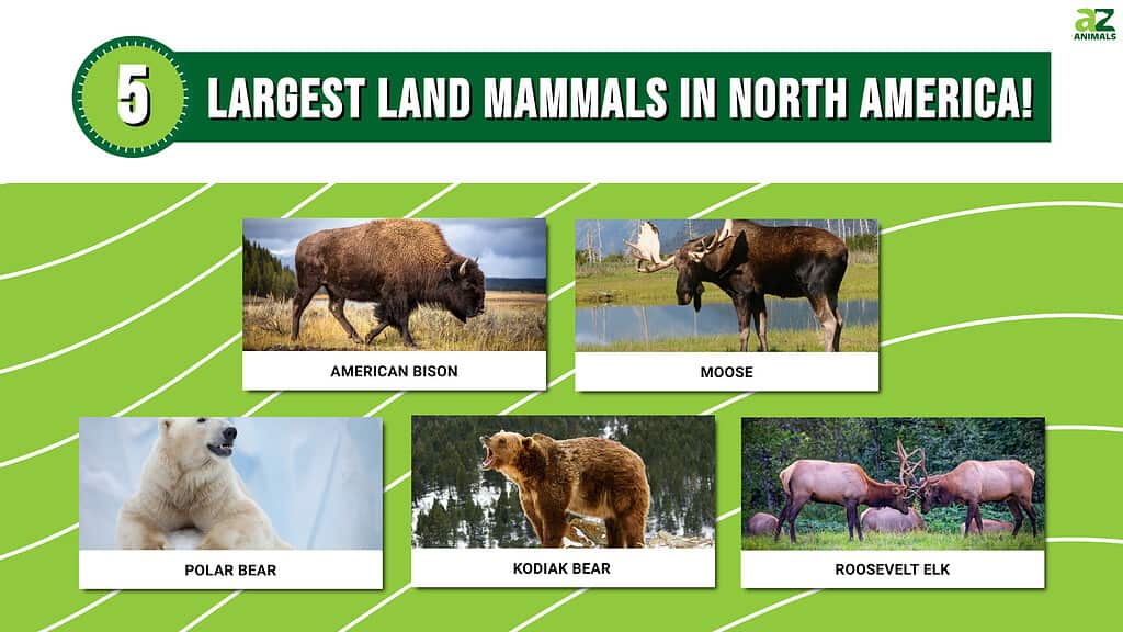 largest land animals