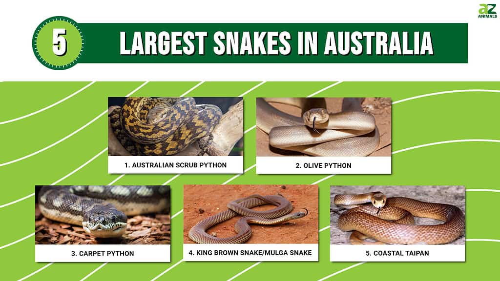 Infographic of Largest Snakes in Australia