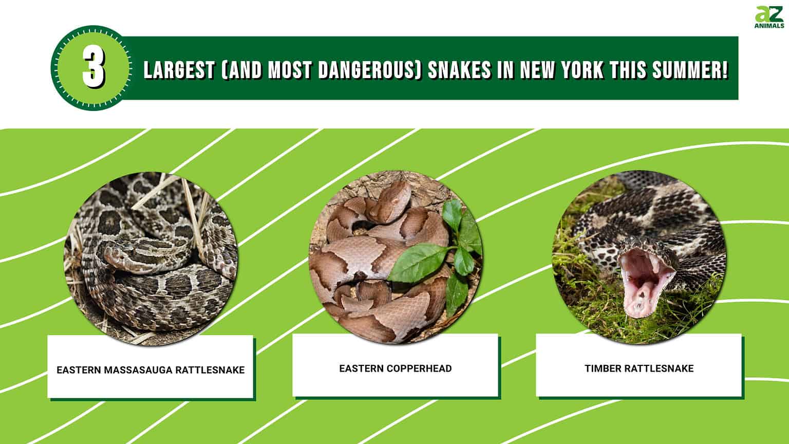 Discover The Three Largest (And Most Dangerous) Snakes In New York This ...