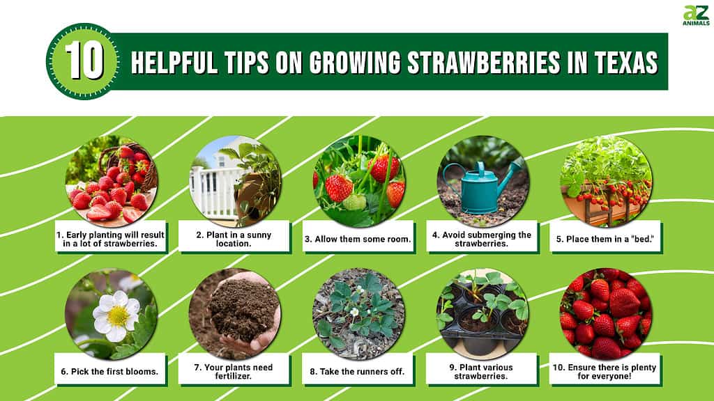 Infographic of how to grow strawberries in Texas