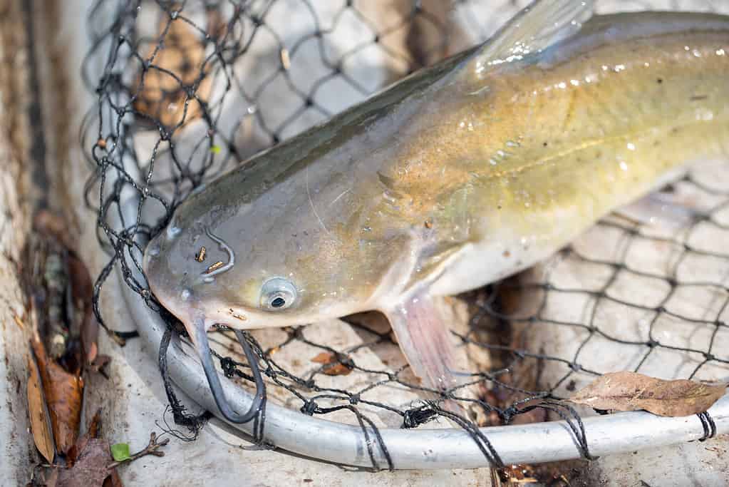 Channel catfish laying in a net in the bottom of a fishing boat.