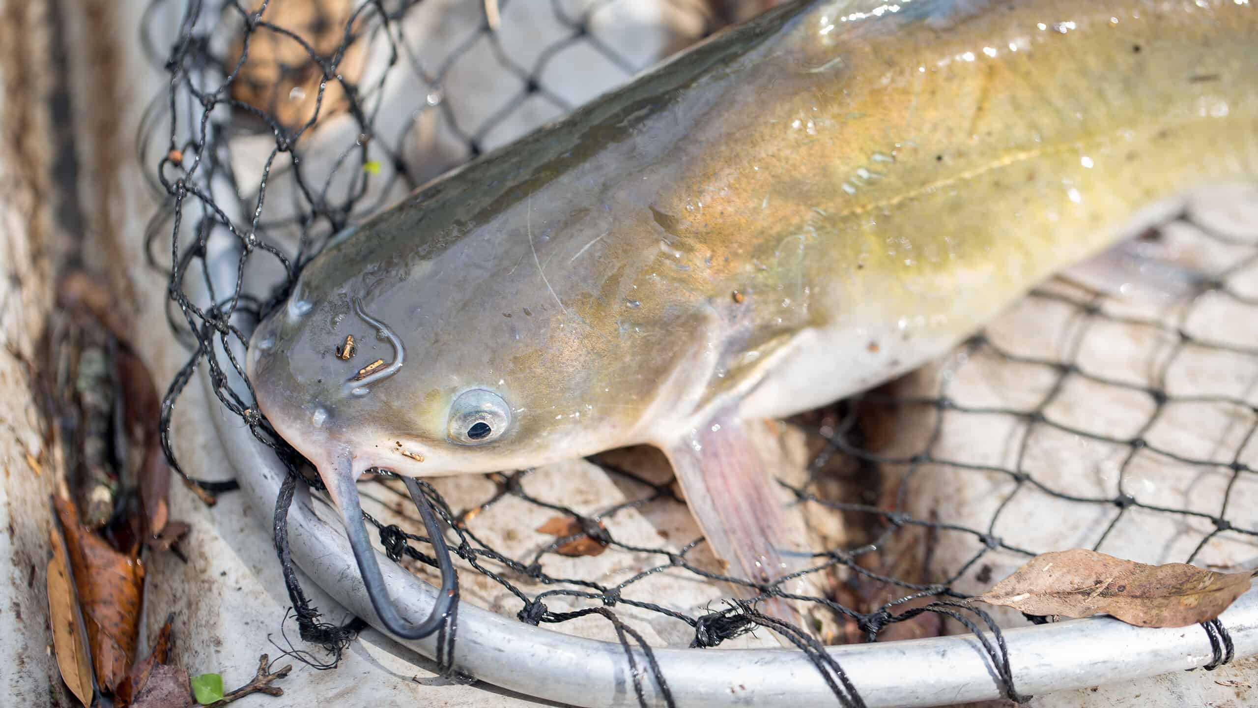 Channel catfish laying in a net in the bottom of a fishing boat.
