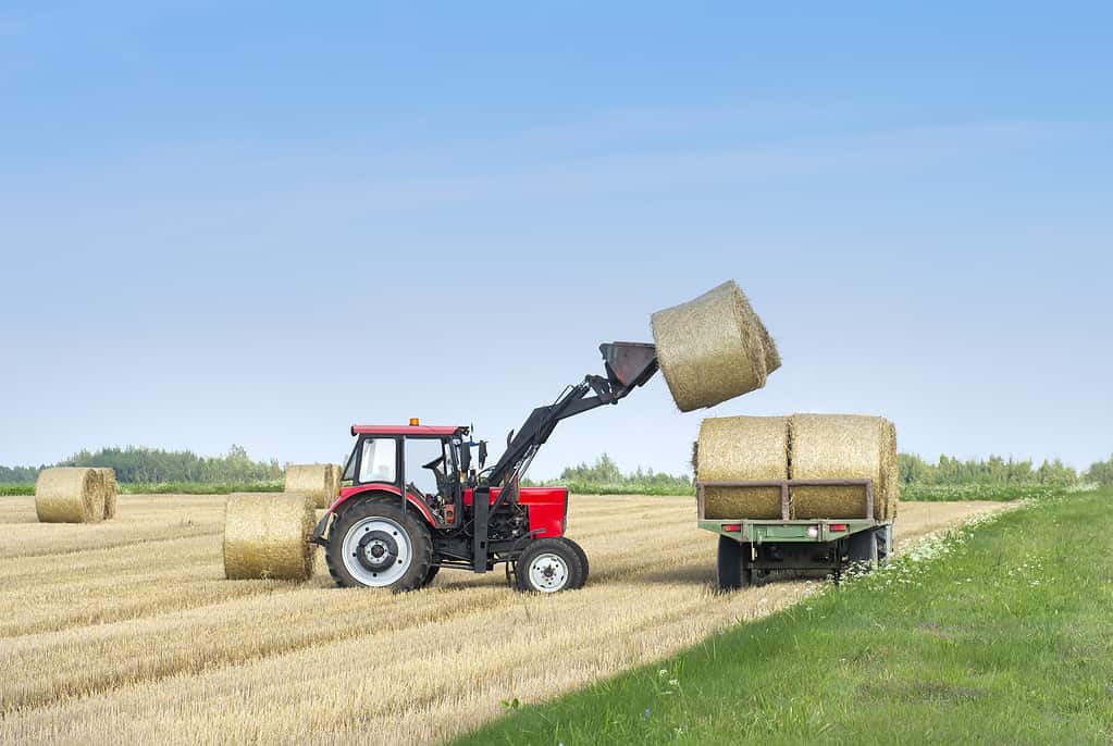 Harvesting of agricultural machinery. The tractor loads bales of hay on the machine after harvesting on a wheat field.