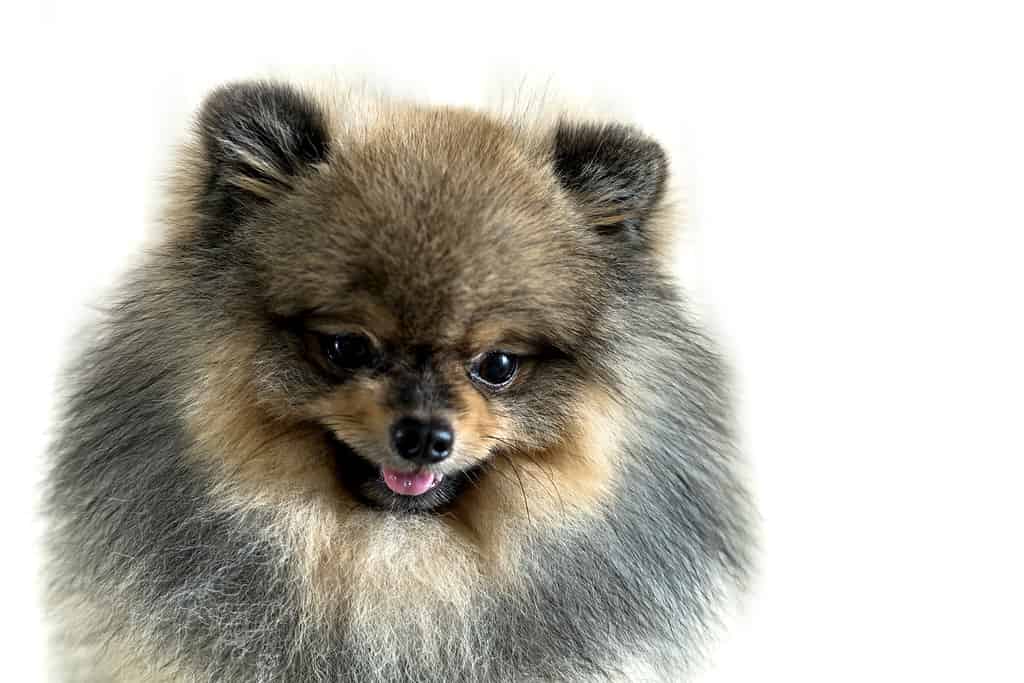 Cute pomeranian dog isolated on white background