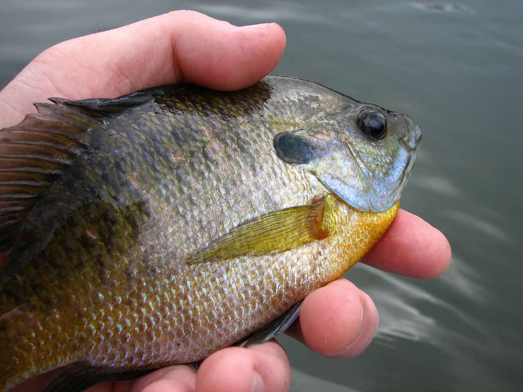 Wildlife in Focus: Bluegill Fish For Your Backyard Pond – Midsouth Ponds