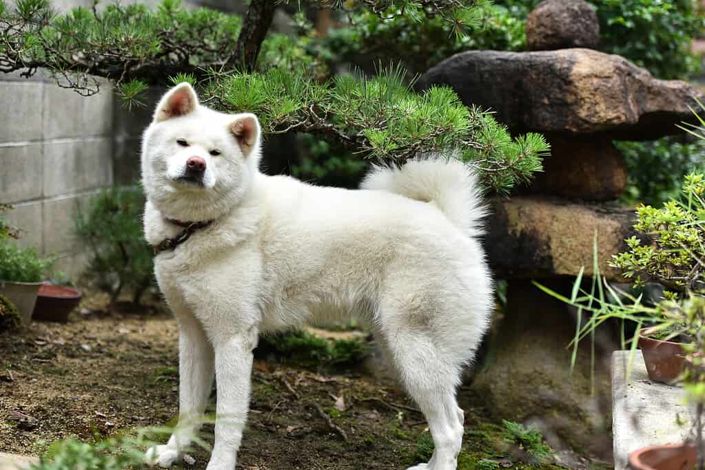 White Akita dog