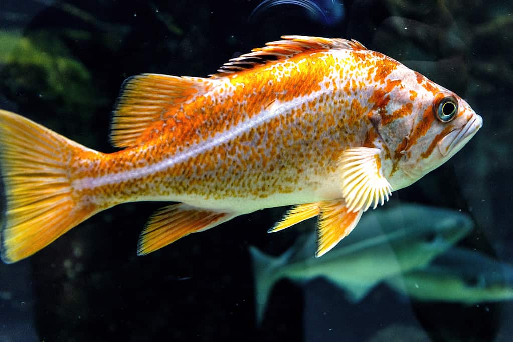 Single Canary rockfish - fish from the northeast region of Pacific Ocean
