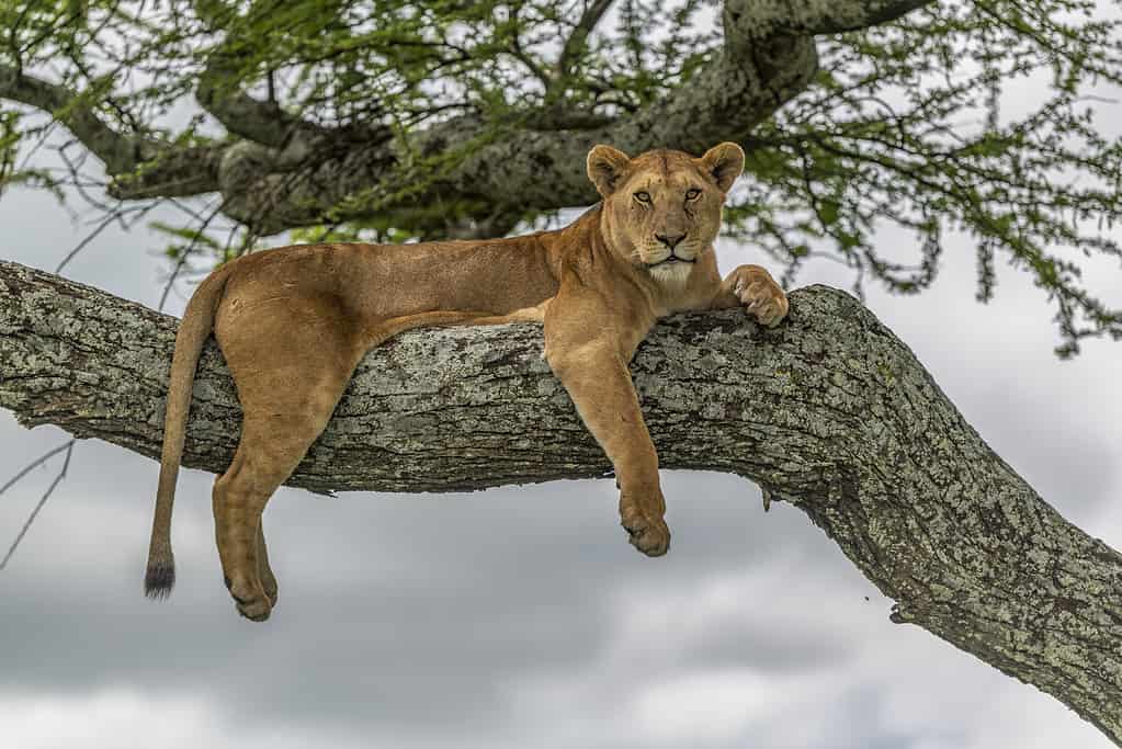 This lioness scouts the landscape for prey from high up in an acacia tree in Serengeti National Park, Tanzania.