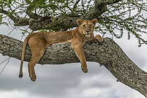 Can Lions Climb Trees? Picture