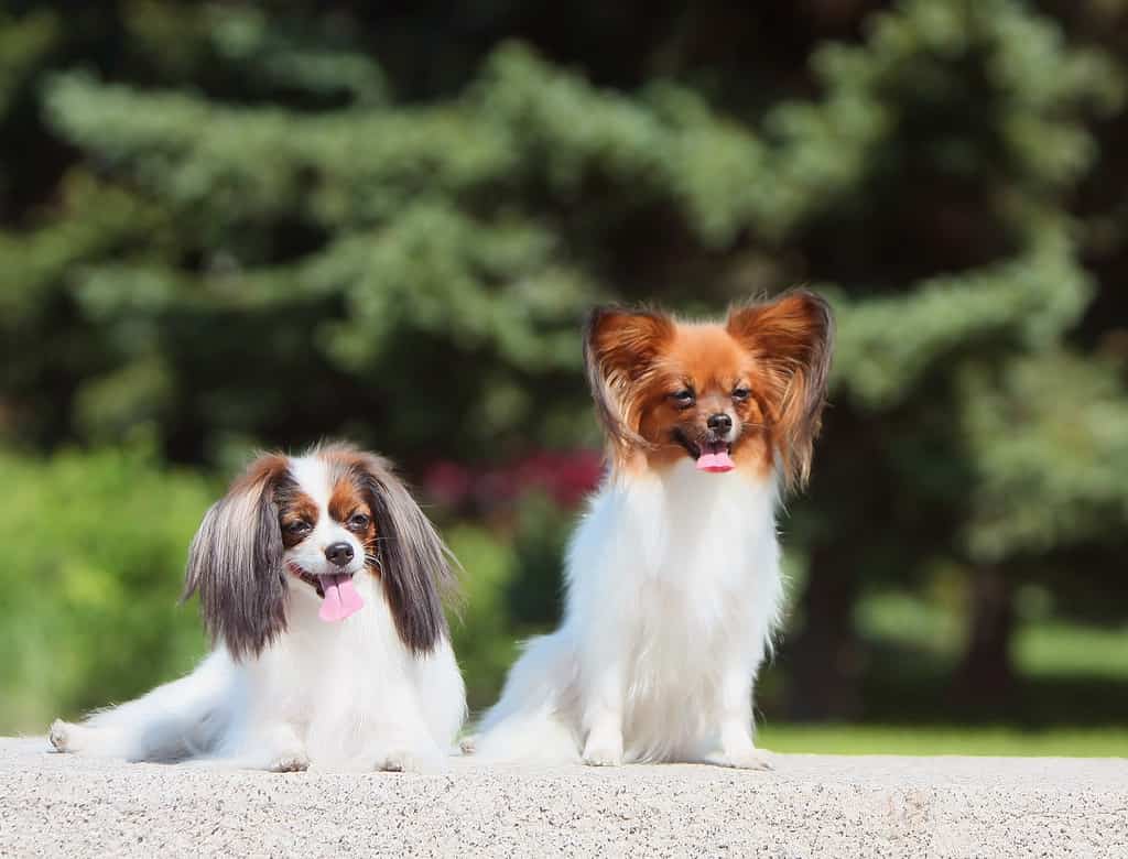 Small decorative dog breed Papillon. Outside, sitting on a green background. Spring.