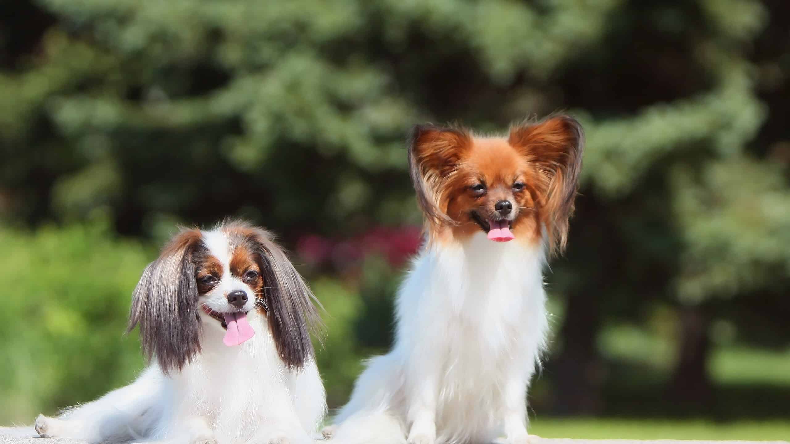 Small decorative dog breed Papillon. Outside, sitting on a green background. Spring.