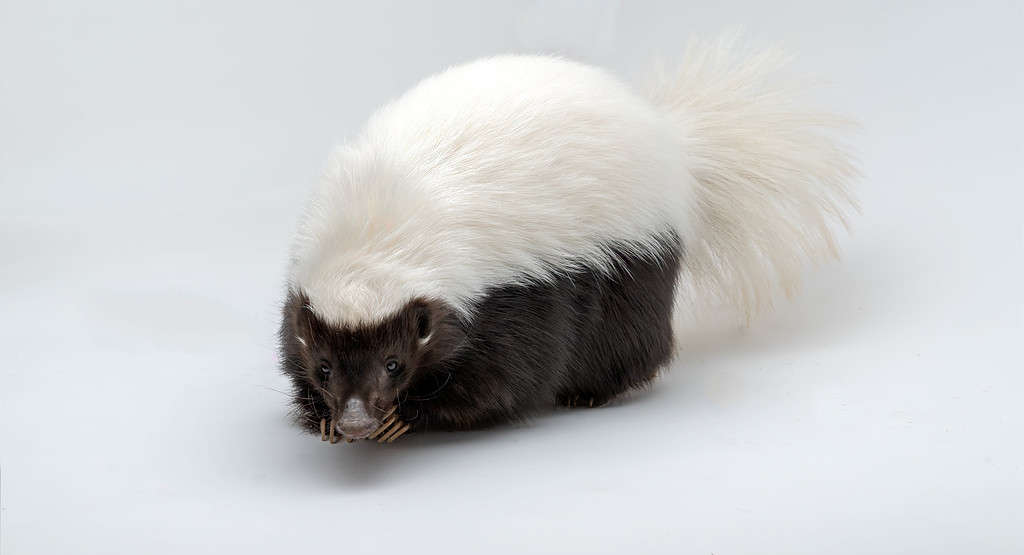Hog-nosed Skunk Isolated on a White Background white and black