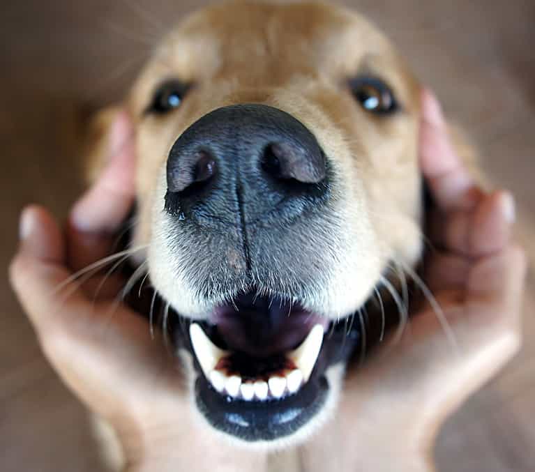 Close up of a golden retriever