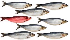 A Red Herring: Meaning & Origin Revealed Picture