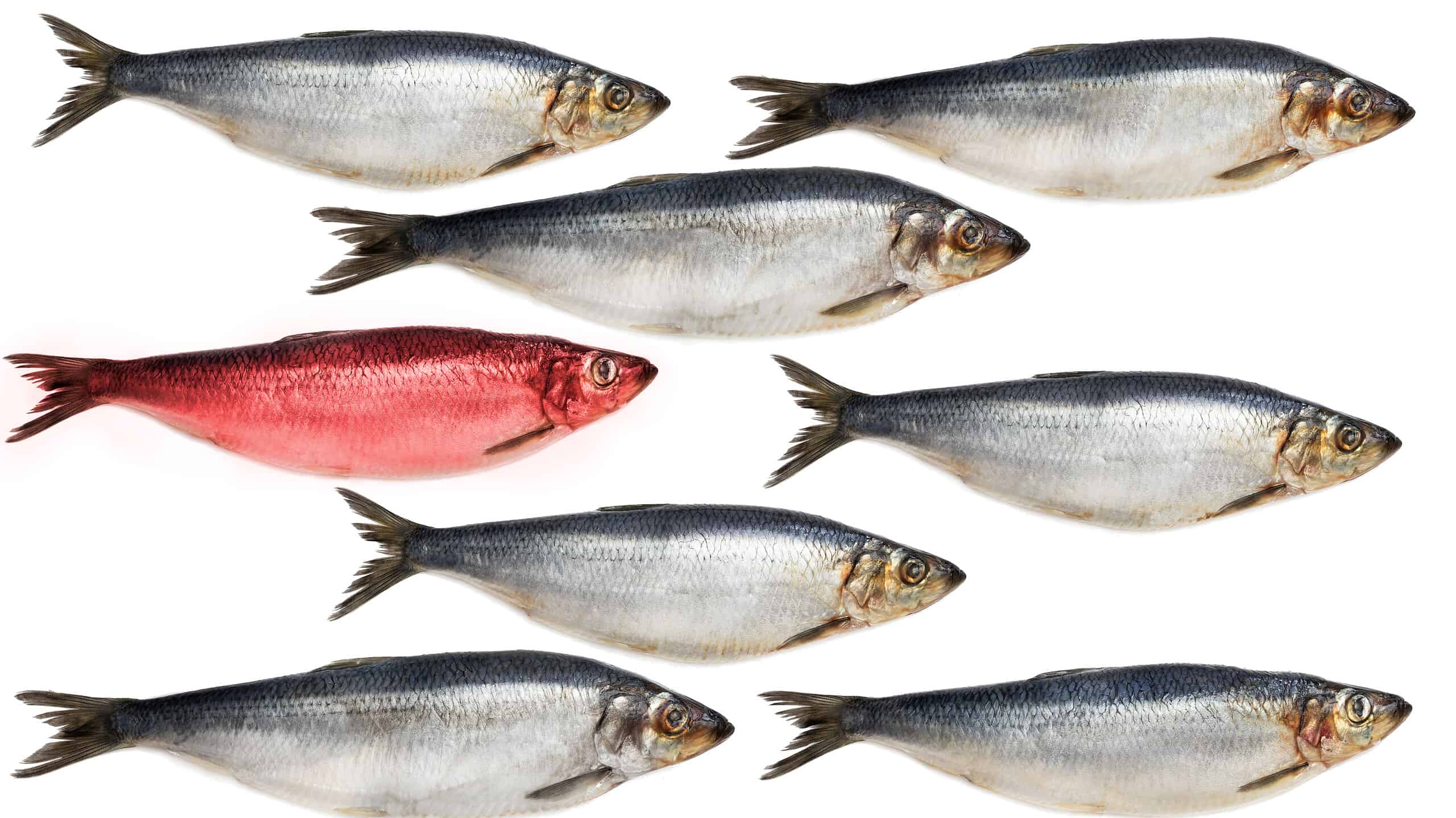 trekant Hjemland Overskyet A "Red Herring" — Meaning and Origin Revealed - AZ Animals