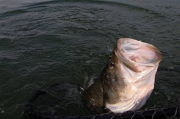 Largemouth bass with its mouth agape.
