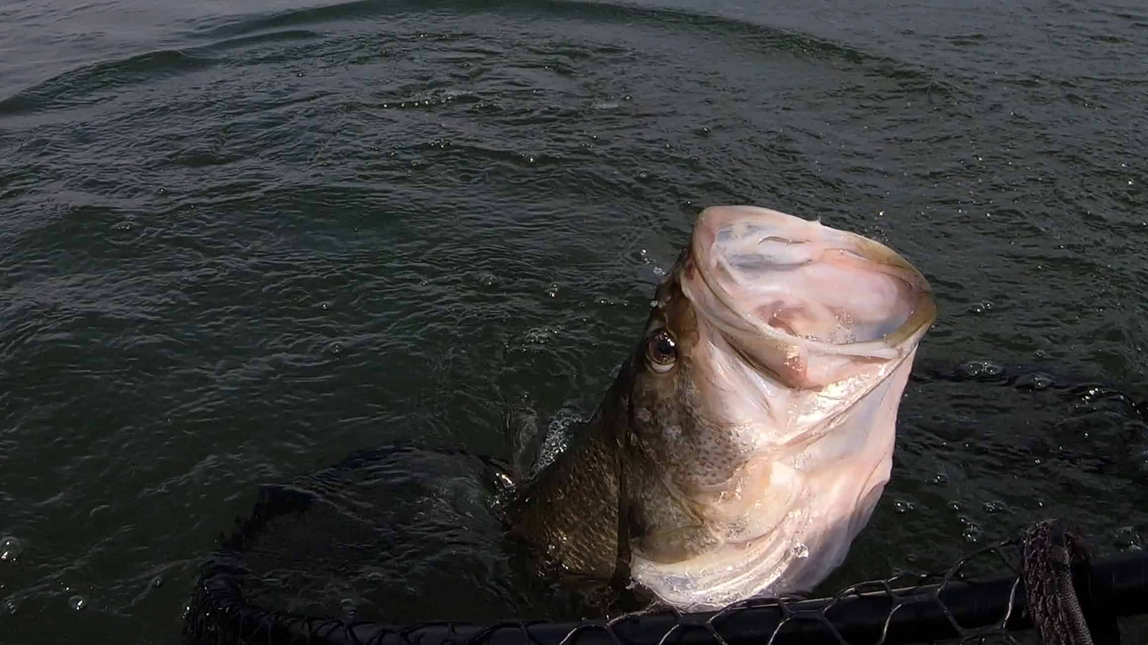 Largemouth Bass going into a net with his mouth open. Fish was released unharmed.