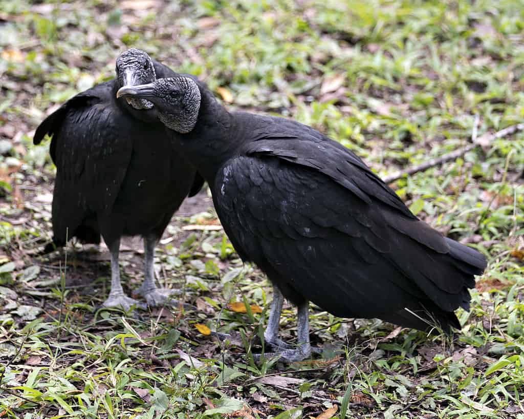 Black vulture couple
