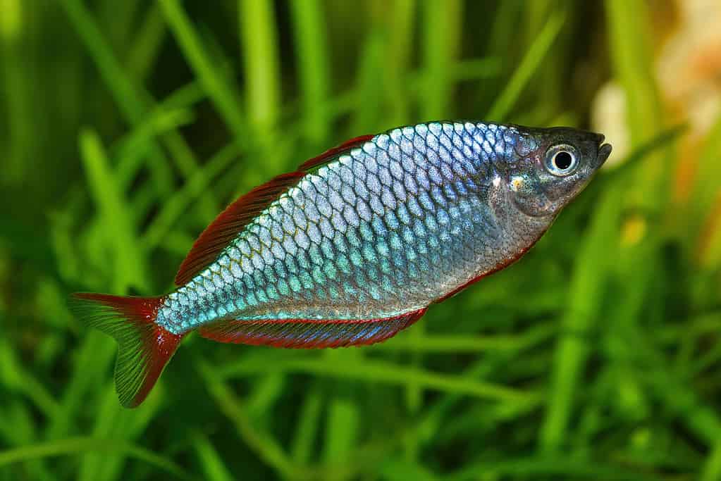 Neon dwarf rainbowfish